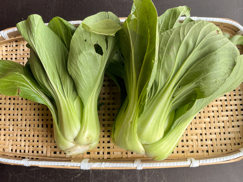 【農薬不使用】ぷりぷりジューシーな青梗菜（チンゲンサイ）350g×3〜4袋入り