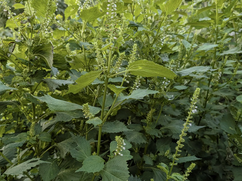 【予約増量♪】秋の味覚　プチプチ食感がクセになる　“シソの実“😄  240g→260g　from 名水の里　神奈川県秦野市