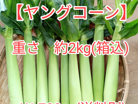 【朝どり】ヤングコーン『クール便』⭐品種は【プラチナコーン】【ミルキーシュガー】⭐茨城県産　６０サイズ箱込み（約２kg）
