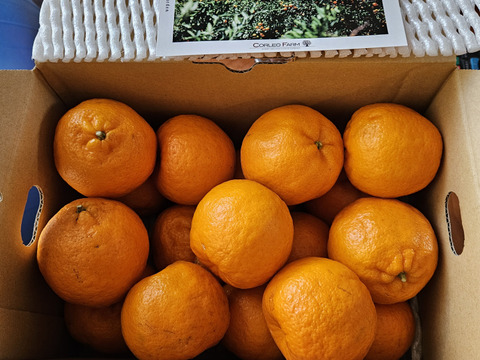 【爽やかな香りと濃厚なコク】熟成今津ポンカンAセレクション（家庭用）お試し2.5kg