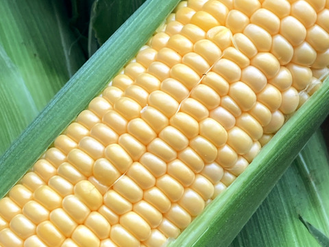 【食べ納め】生でもOK!!フルーツみたいなとうもろこし《恵味ゴールド》