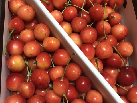 本日発送！！【 さくらんぼ:佐藤錦 】山形県天童産   1kgバラ詰め【 6月12日順次発送🍒 】父の日ギフト 御中元