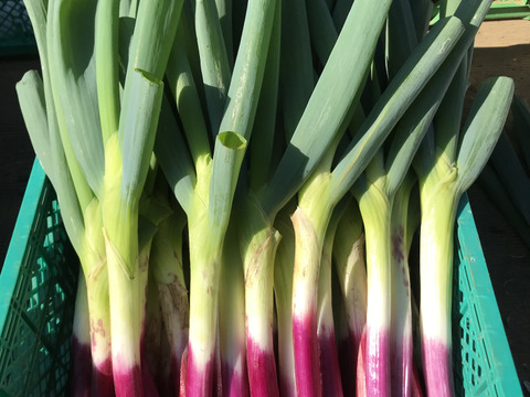 柔らか甘い　赤ネギ　20本