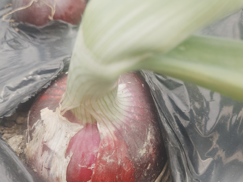 淡路島産たまねぎ赤【予約販売開始　数量限定】自然栽培★希少★固定種 在来種専門農家
（ 淡路産Awaji369farmからお届け）農薬不使用　無肥料栽培　内容【淡路島産　固定種　赤玉葱】3キロ