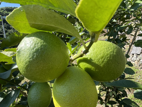 -爽やか芳醇-  グリーン『ATAMI de LEMON®』4Kg〔秀・優〕この季節だけの期間限定