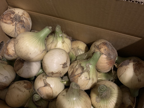 採れたて‼️淡路島産「新玉ねぎ🧅」約5kg