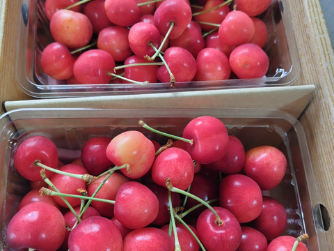 【さくらんぼ最高糖度賞受賞園地】紅てまり　秀品1kg