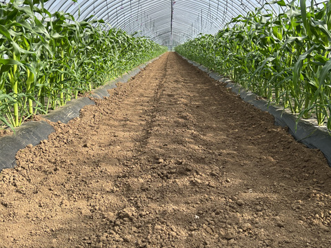 濃すぎる甘さ！とうもろこし「恵味ゴールド」　１０－１２本入り×１箱