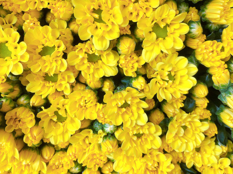 心がホッコリ。お仏壇も華やかに。 黄色のスプレー菊１０本をお届けします。