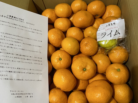 蔵で少しねんねしてもらった　向山中生みかん　１．２級こみこみ　9ｋｇ