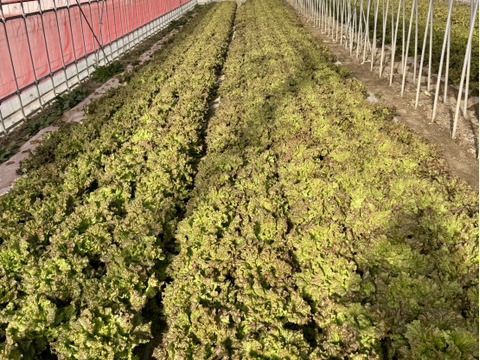 数量限定朝どれ【サニーレタス】15袋  常温配送