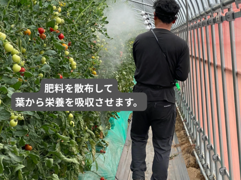 【有機肥料•農薬不使用】喉を潤すジューシーさと飽きない優しい甘み♡福井で生まれた華小町トマト！【1kg】