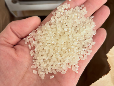 魚沼産コシヒカリ 5kg 精米 魚沼市産 令和7年産