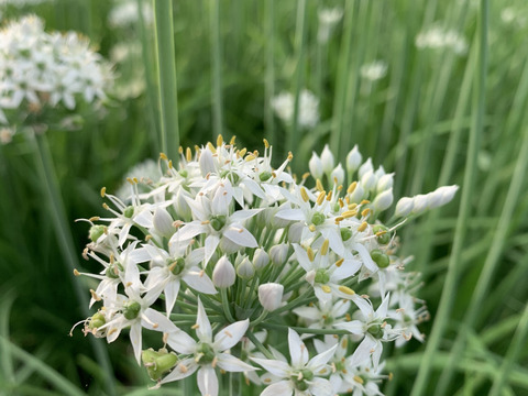 今の時期だけ 花ニラ 甘さと旨みに感激 数量限定のため 受注制限あります 栃木県産 食べチョク 農家 漁師の産直ネット通販 旬の食材を生産者直送 今の時期だけ 花ニラ 甘さと旨みに感激 数量限定のため 受注制限あります 栃木県産 食べチョク 農家 漁師の産直ネット通販 旬の食材を生産者直送