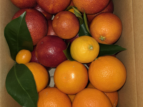 【三ヶ日産】ブラッドオレンジ   約2.5kg