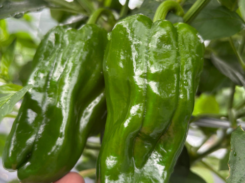 【関西一のピーマン産地、「たじま」からお届け】　朝採れ発送！　兵庫県香美町産「たじまのピーマン１０ｋｇ」