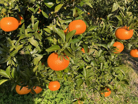甘くて濃厚な津之輝　Ｌと2Lサイズ の混合　５キロ