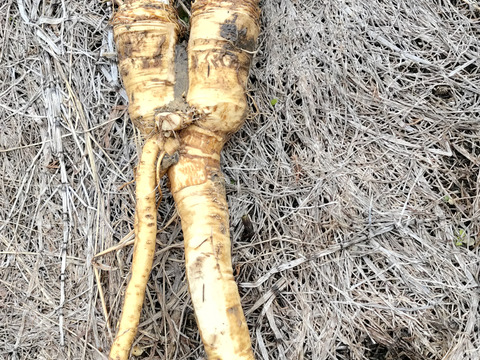 天然山わさび300g【農薬不使用雪ノ下にんじんプレゼント！】