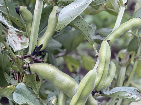 新鮮そら豆お届け便2.5kg