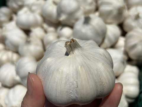 【初出品特別価格！訳あり】2025年収穫　岡山県美作市産のおいしいにんにく　Mサイズ以上　2kg