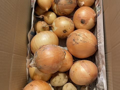 甘〜い 糖度11度 玉ねぎ 七宝甘70群馬県産 有機肥料栽培 化学農薬