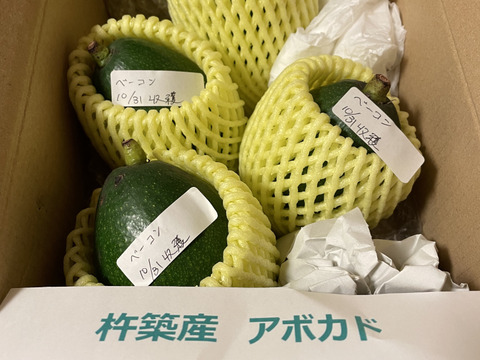 アボカド フェルテ 約1キロ 数量限定 【先行受付】油分たっぷり