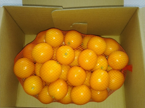 数量限定！！フルーツ金柑　1キロネット（4L）
金柑の常識を覆す大きさ