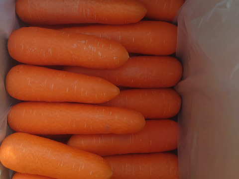 【冬のにんじん】クリスティーヌ「3.0kg」【サイズいろいろ】