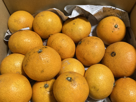 訳あり大特価セール!! まどんな 3kg【訳あり】