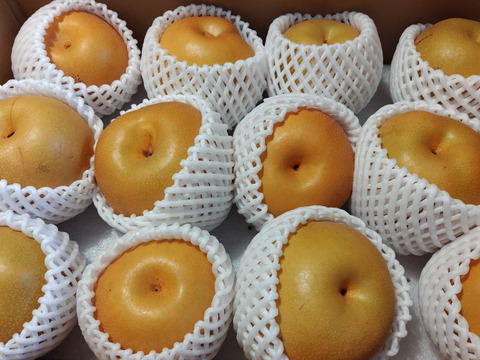 農薬節減 もぎたて!! 梨 訳あり 豊水 5kg(10〜16玉) ご自宅用に!! 5キロ【発送9月中下旬〜】