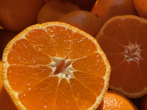 【わけあり】自然栽培 青島みかん 10kg 周防大島産