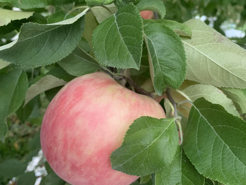 発送開始！完熟葉とらずサンふじ🍎約3kg