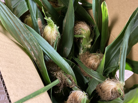 【食べ納め】生でもOK!!フルーツみたいなとうもろこし《恵味ゴールド》