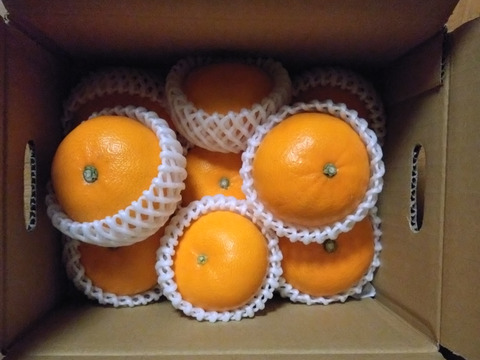 【秀品】せとか 2kg トロ～リ食感！柑橘の大トロ♡高級柑橘♫愛媛みかん！！