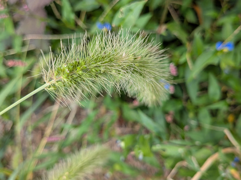 エノコログサ 猫じゃらし 植物 苗　新品未使用 野草】新商品☆エノコログサ（猫じゃらし）☆雑草扱いされてますが実は