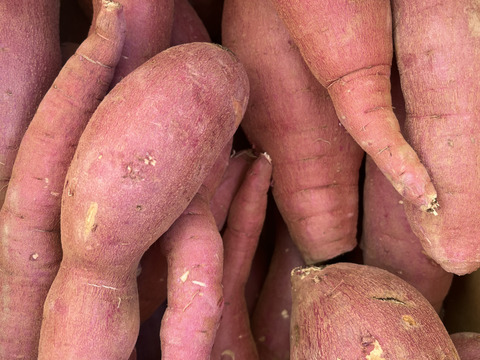 訳あり！熟成紅はるか　10kg  さつまいも