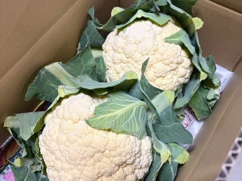 【訳あり】京都府産　甘～くて美味しい♪山城のカリフラワー　2株