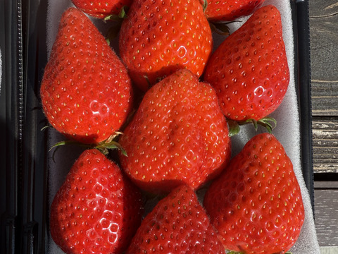✨ご褒美いちご✨大粒　【貴重ないちご】310g×2トレー　余り見ない大きさにビックリ✨