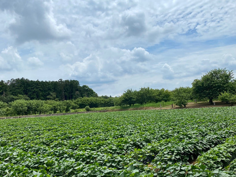 低温熟成保管‼茨城県産紅はるかＬサイズ20㎏　さつまいも　サツマイモ