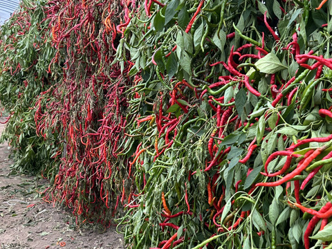 大人気❣️お値段以上に辛いっ🔥ウマっ　粉とうがらし🌶️【岐阜県郡上市産】
