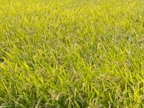 淡路島の馬回清流の里で育った農薬不使用・化学肥料不使用もちっと味わい深い『ヒノヒカリ』精白米5ｋｇ