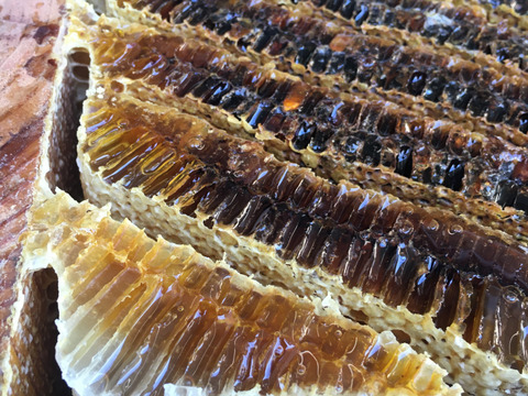 限定商品
ホワイト.ハニー（ピュアハニー）
天然.日本蜜蜂の非加熱の生ハチミツ
100g×2本
合計200g set.
日本ミツバチ　ニホンミツバチ