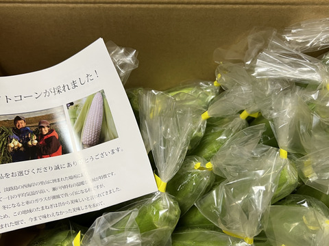 【スッキリとした甘さ・果汁たっぷり・生食可】ホワイトコーン（20本・保存袋入り）生食可　スイートコーン　トウモロコシ　　白いとうもろこし