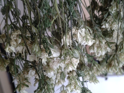 オルレアのドライフラワー❀２０本❀ホワイトレースフラワー オルレア オルラヤ ドライフラワー ☆長さ約30cm