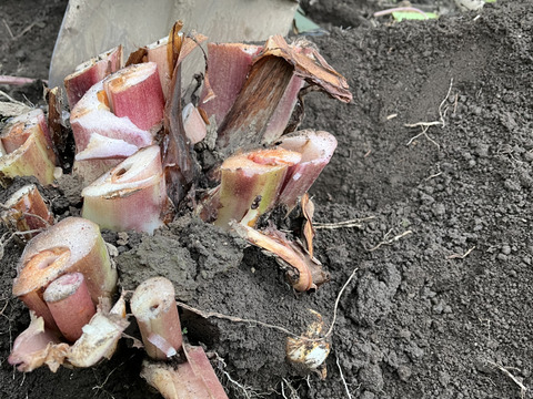 お正月用🎍八ツ頭  2kg【縁起物‼️】