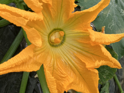 色鮮やか💛石垣島産ズッキーニ 不揃い7〜8本入り