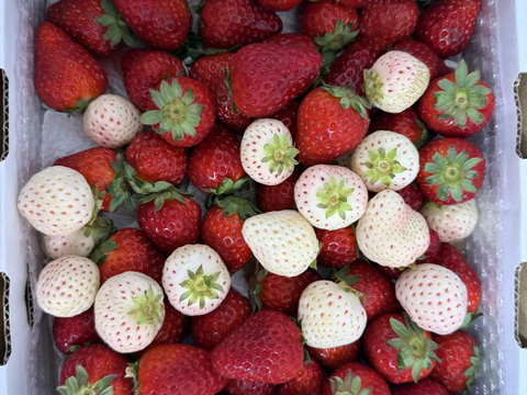 たっぷり！紅白いちご『古都華&天使のいちご』特別栽培農産物　1kg(1箱)　ジャムやジュースに！　朝採り！農薬削減栽培！