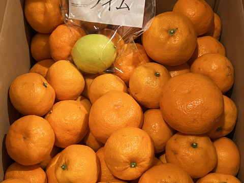 蔵で少しねんねしてもらった　向山中生みかん　１．２級こみこみ　9ｋｇ