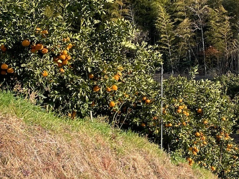 箱込3.3kg倉橋ミカン食べてクレ園の、はるみ 広島県　倉橋島はるみ