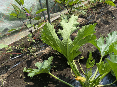 旬の野菜セット（80サイズ段ボール箱に　５～10品目）